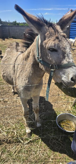 Burro mansinho com 5 anos