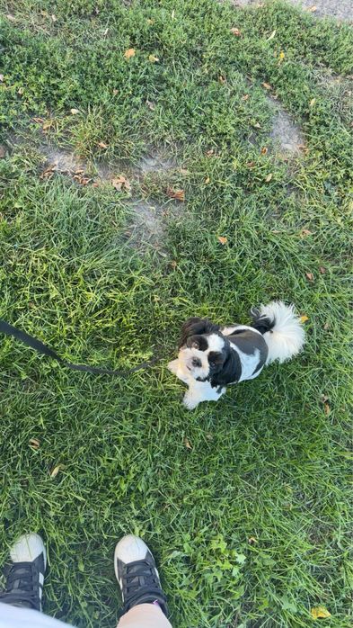 Oddam pieska shih tzu