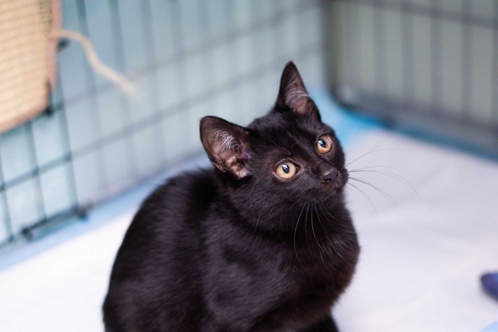 Jaś - kot do adopcji