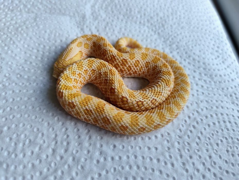 Samczyk heterodon albino