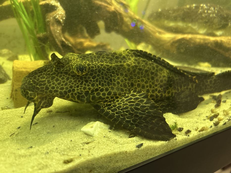 Zbrojnik lamparci glonojad oddam