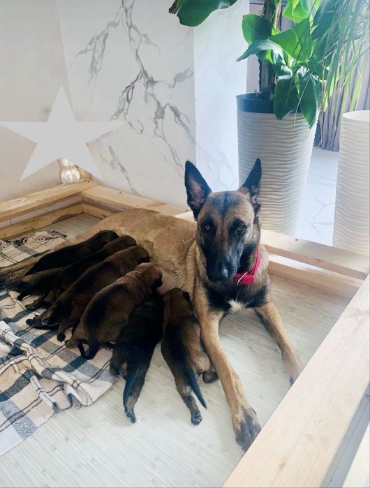 Цуценя Малінуа від чемпіонів України Бельгійська вівчарка