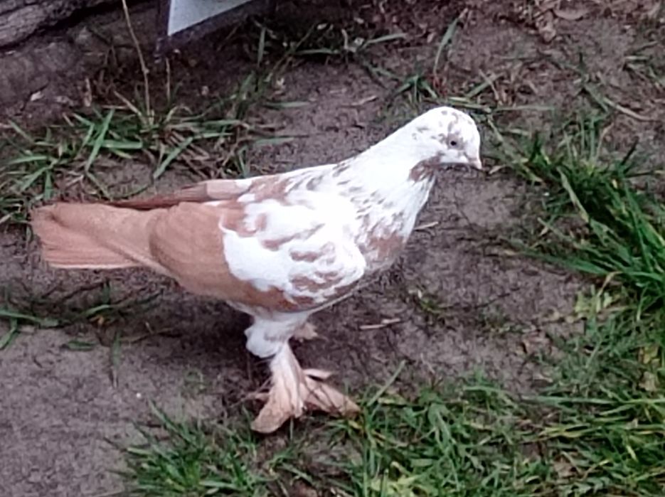 Widyn żółty widyny