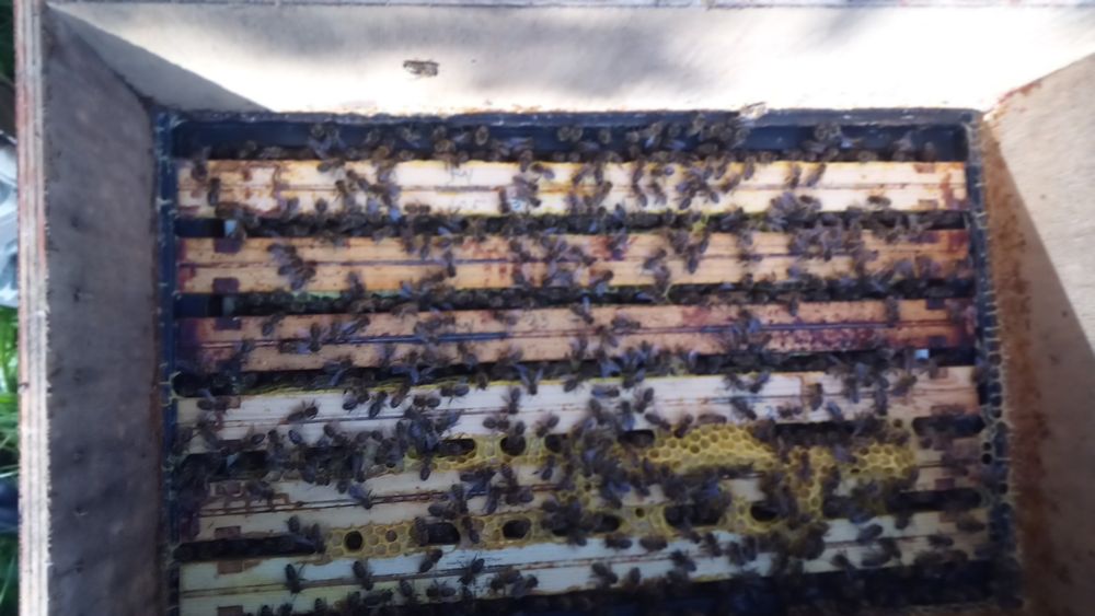 Przezimowane Pszczoły , odkłady , rodziny pszczele 2026