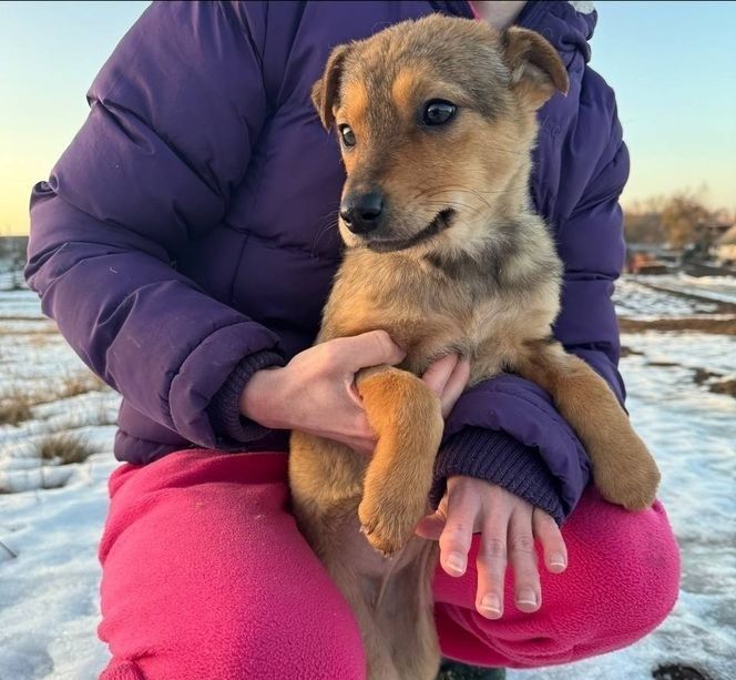 ТЕРМІНОВО! Віддам цуценя в добрі руки