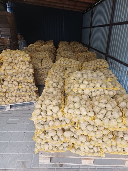 Ziemniaki 15kg soraya Belarosa