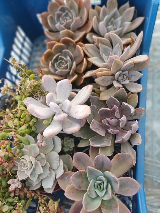 Сукуленти різні види