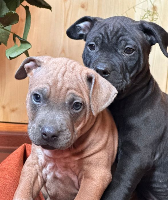 АСТ цуценята  з документами