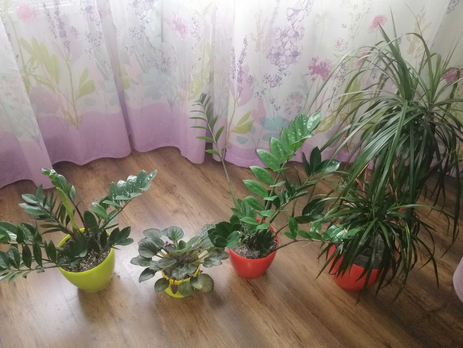 Екзотичні вазони