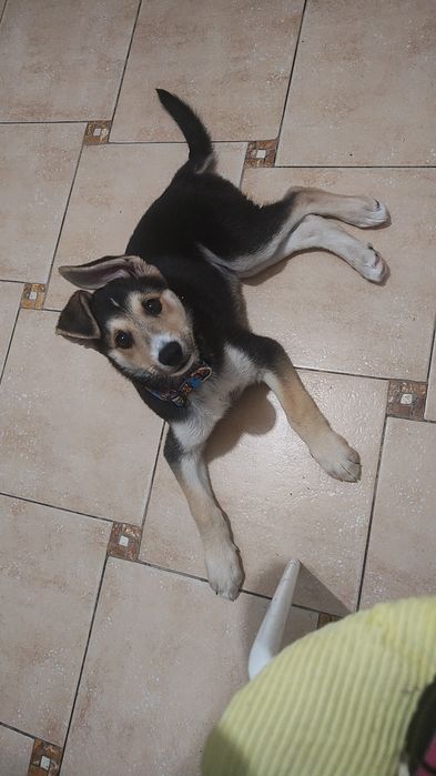 Szczeniak pies do oddania