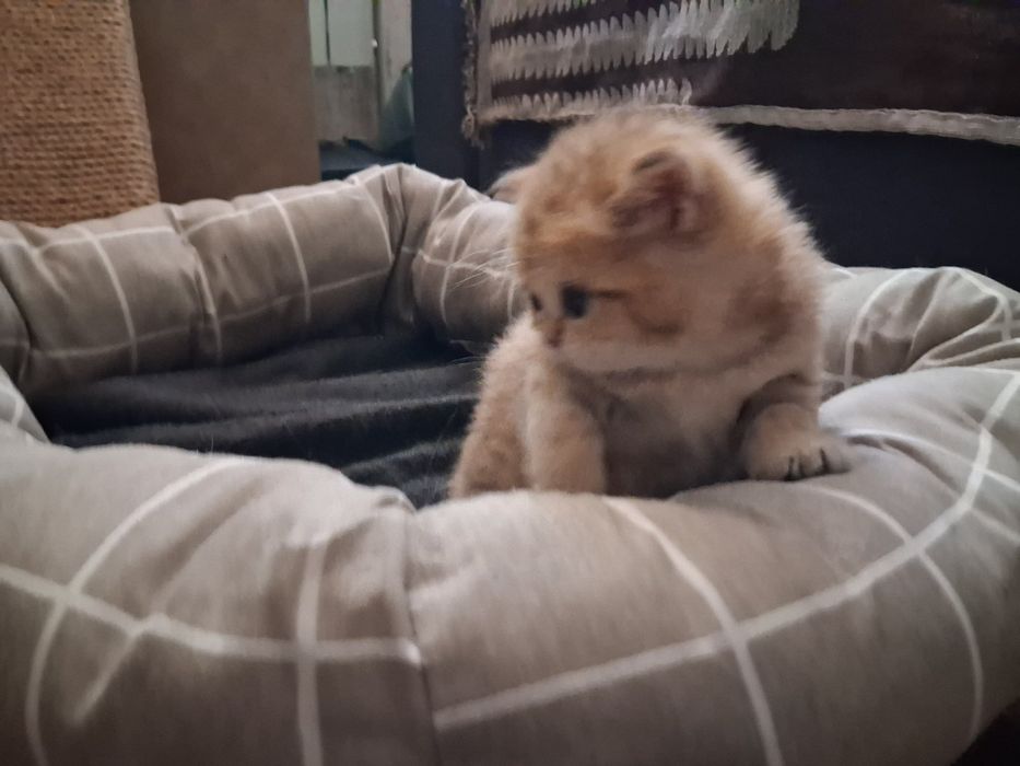 золота шиншила кошеня
