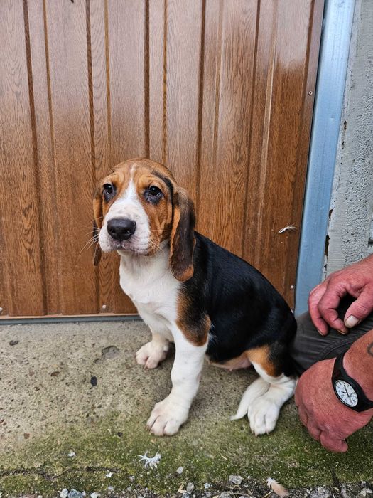 Sprzedam suczke Beagle