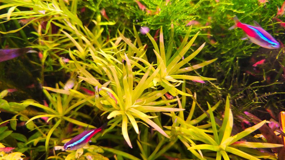 Heteranthera zosterifolia
