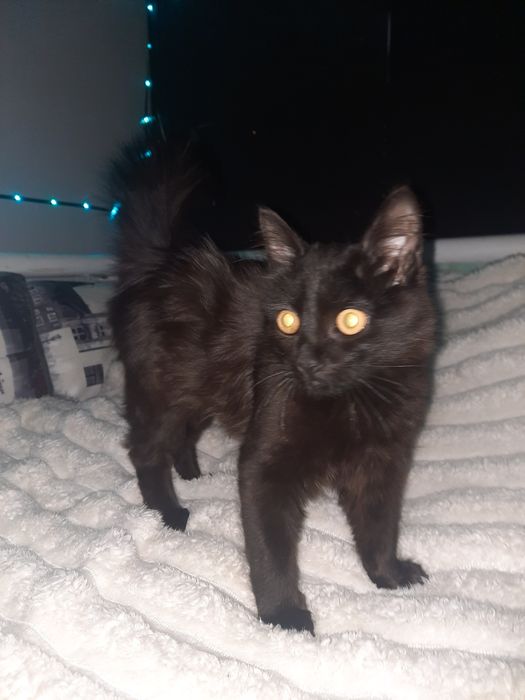 Котята ищут хорошую семью