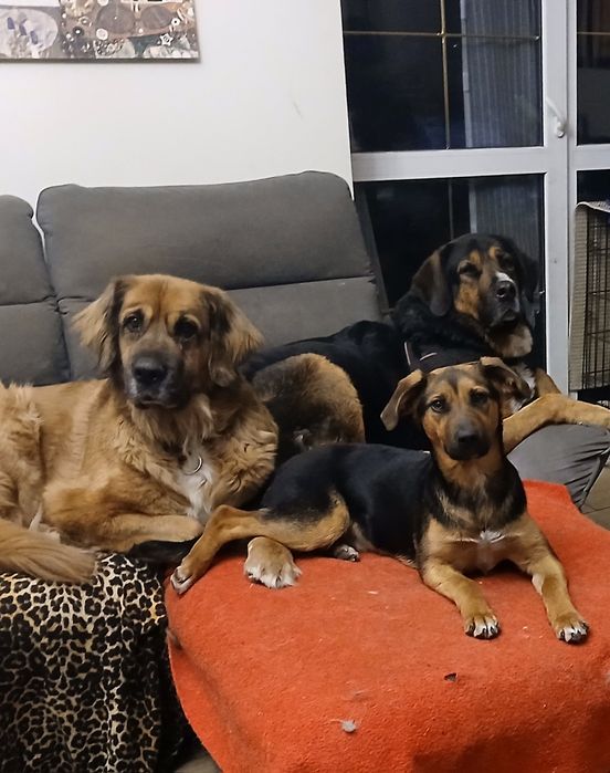 Nela- szczeniak z Sobolewa pies suczka