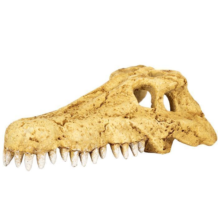 repti-zoo crocodile skull s - czaszka krokodyla