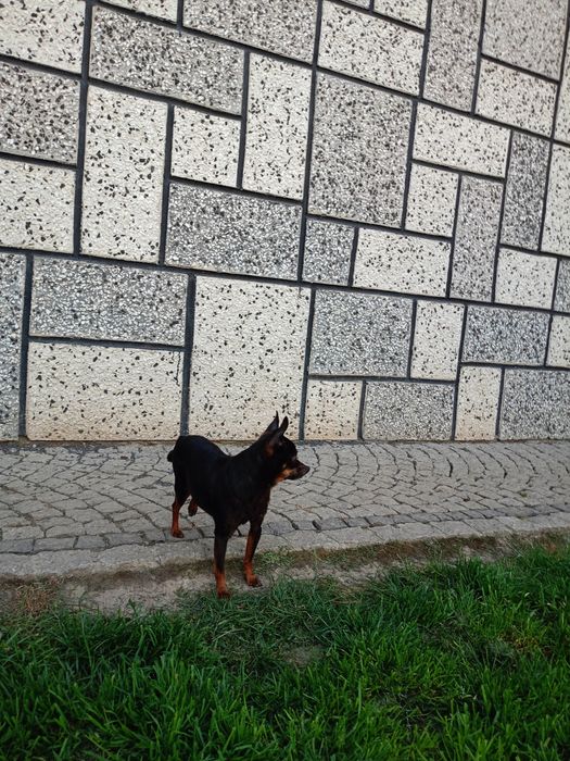 Pinczer miniatura ( Ratlerek) starsza suczka tylko do towarzystwa.