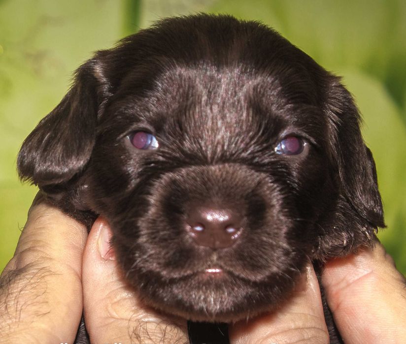 Щенки (цуценята) английского кокер спаниеля редкого шоколадного окраса