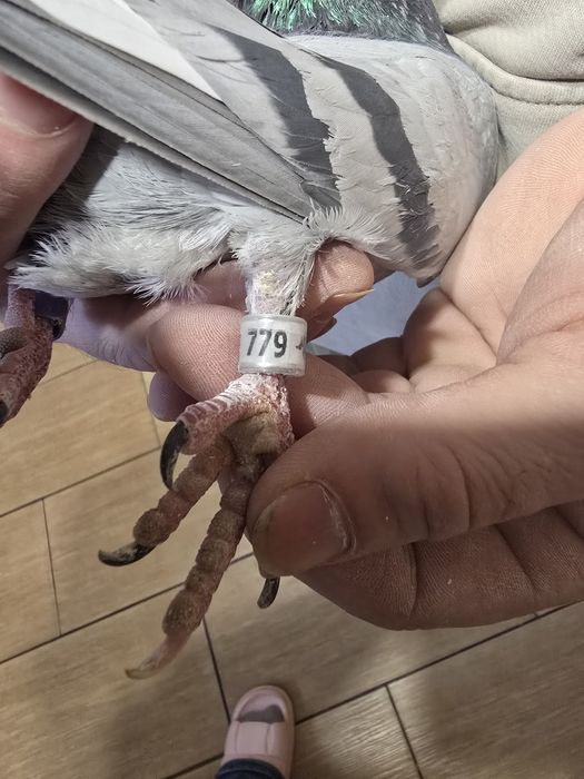 Gołębie pocztowe 78