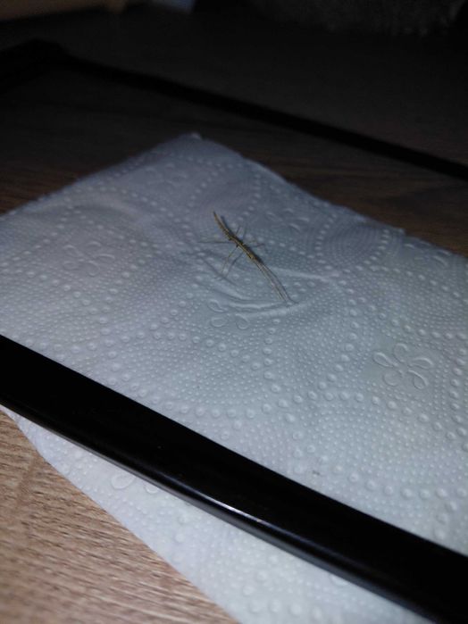 Sprzedam patyczaki rogate z dowozem osobistym