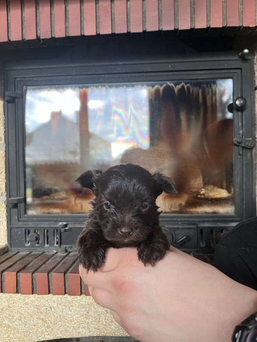 Yorkshire terrier, york, chlopiec, brązowy ,choco, chocolate pies