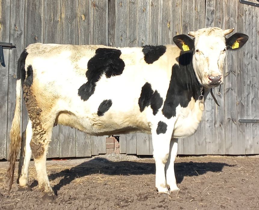 Jałówki wysokocielne