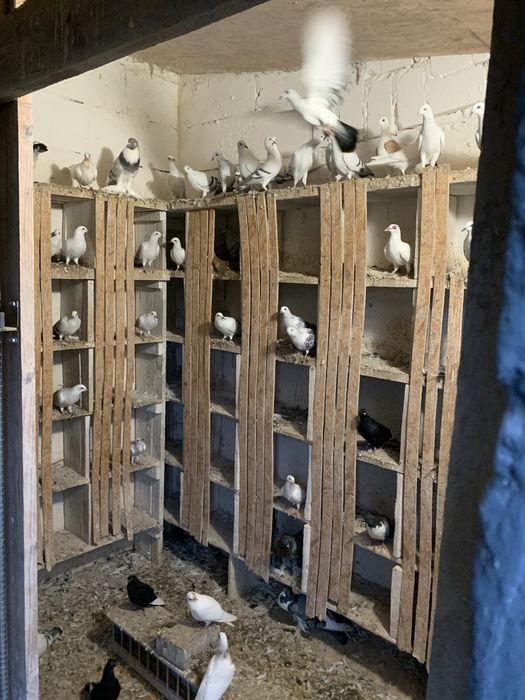 Żałobne , grochowe, jasne