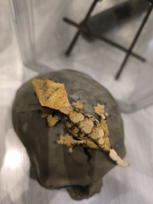 Gekon orzęsiony samiec