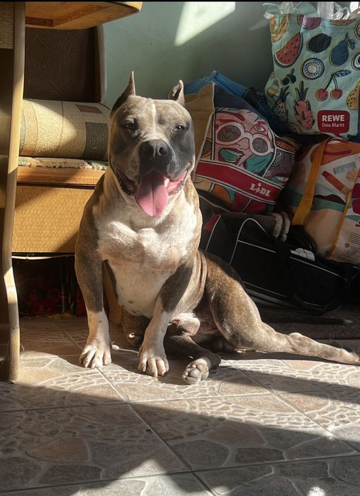 Ам Стафоршидский терьер кобель вязка,без щенка