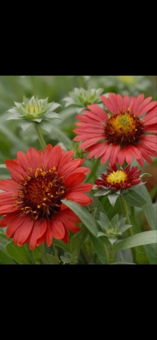 Gailardia Burgundy