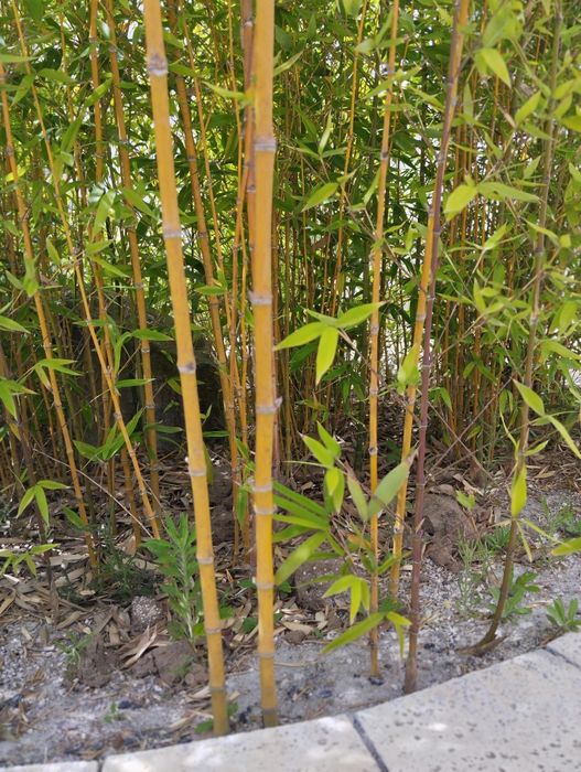 Cales de babu para venda