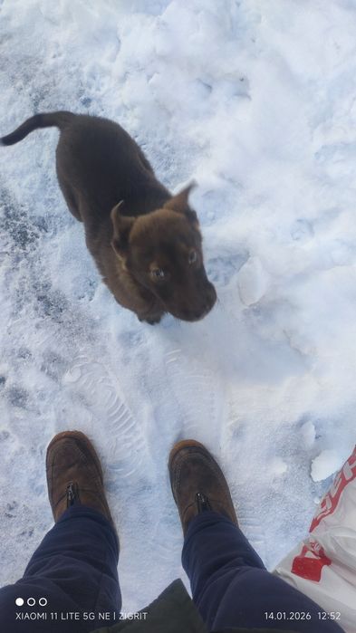 Отдам породистого щенка,возраст 4-5 месяцев в Сторожинце (ул.Прутская)