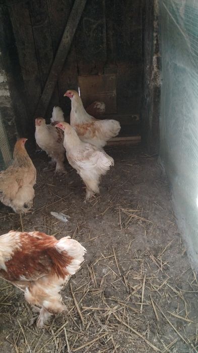 Kury i Koguty Brahma