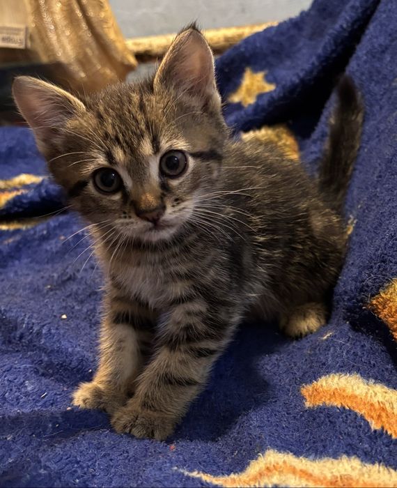 Віддам кошенят