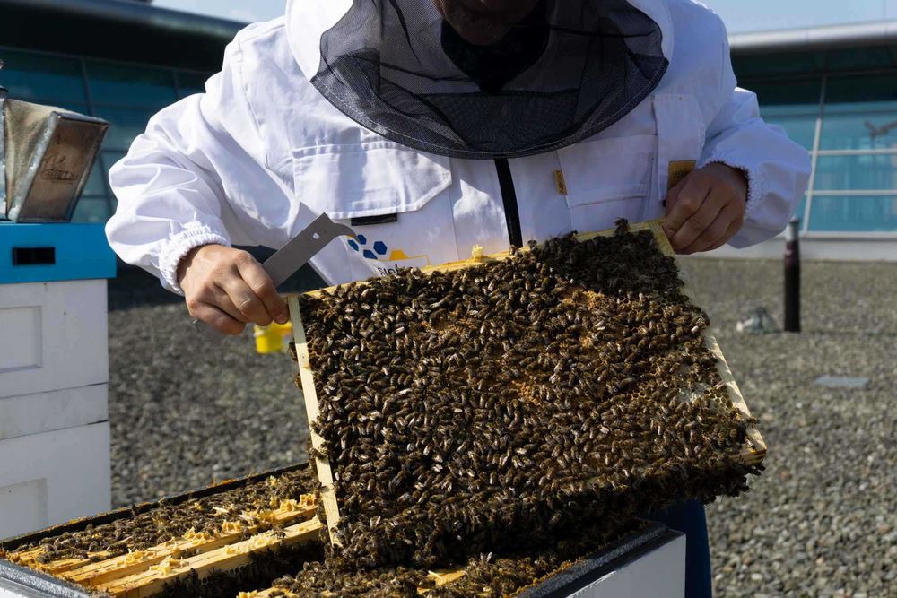 PYŁEK Naturalny ―Miód ―Pasieka PRADAWNA® 1957― Pyłek PSZCZELI―KWIATOWY