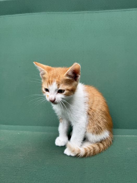 Подаруємо котика хлопчик