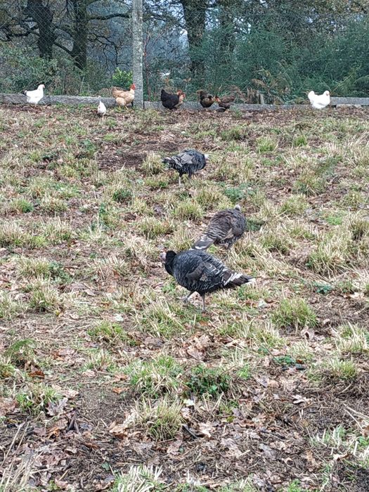 Patos perus frangos galinhas