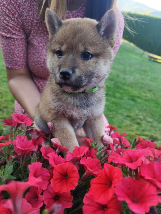 Shiba Inu KioFig ZKwP FCI  Piękne suczki