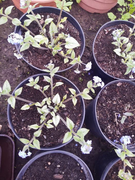 Brunera wielkolistna