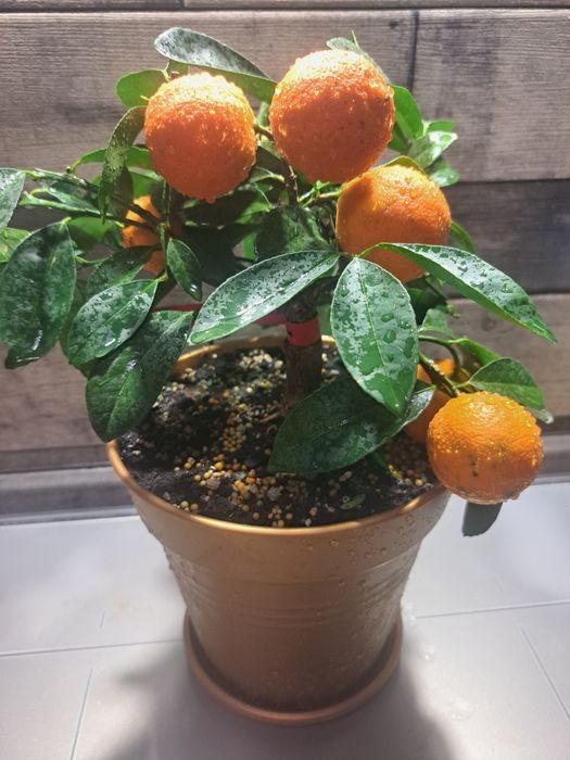 Дуже гарний лайм з плодами