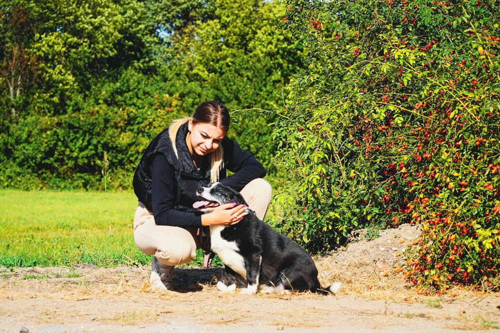 Liput - uroczy, grubiutki piesek