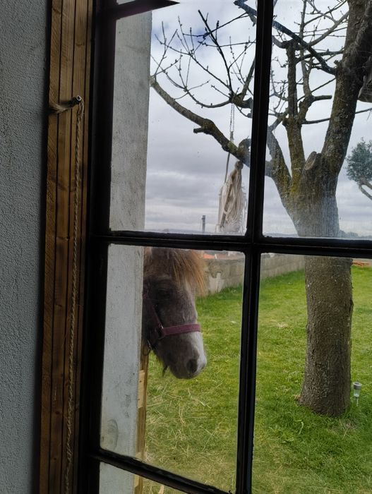 Vendo Pônei shetland com 2 anos