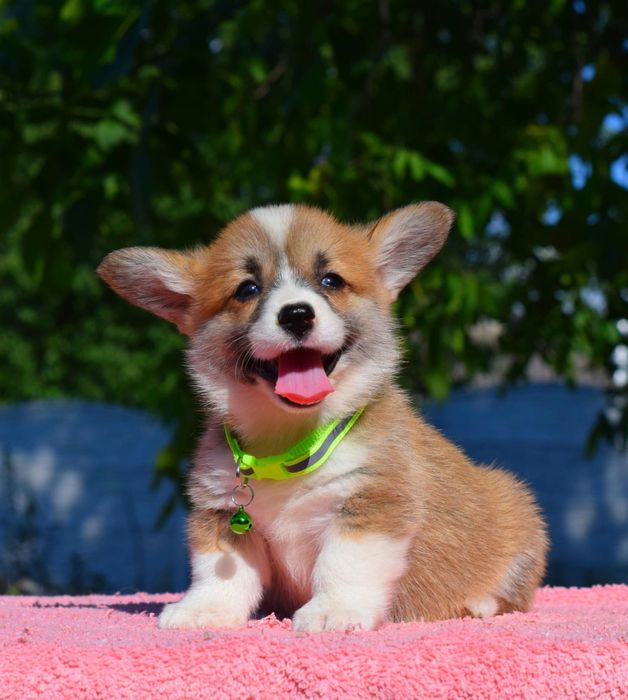 Лагідна усмішка у Коргі пемброк дівчатка і хлопчики короткий хвостик