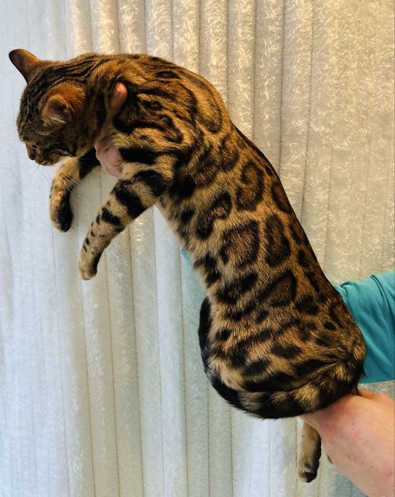 Kotka Bengal do hodowli i wystaw. TICA