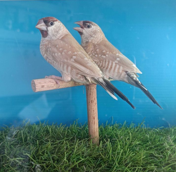 Diamantes Estrela e Diamantes Modesto(reservados) | Aves Exóticas | Torres Vedras