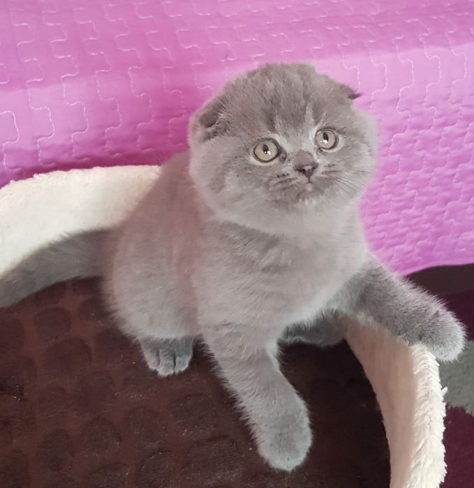 Scottish fold fêmea