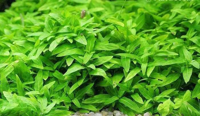 Стаурогин. Аквариумные растения