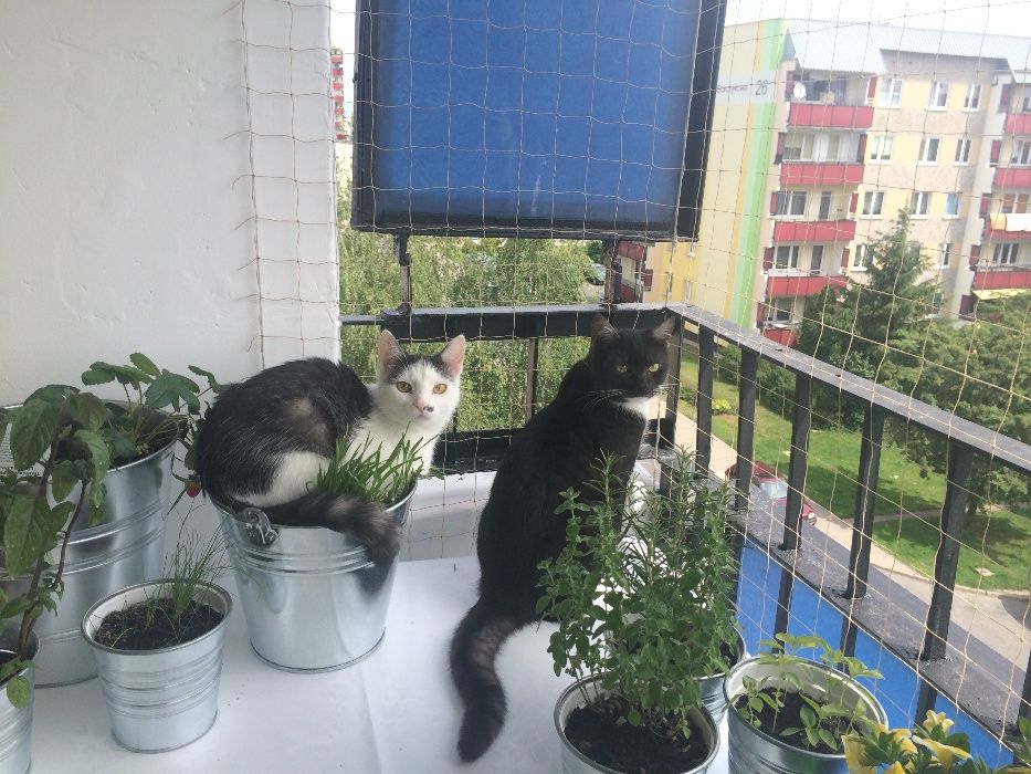 Siatka na balkon zabezpieczająca KOTY przed wypadnięciem !!! BIAŁYSTOK