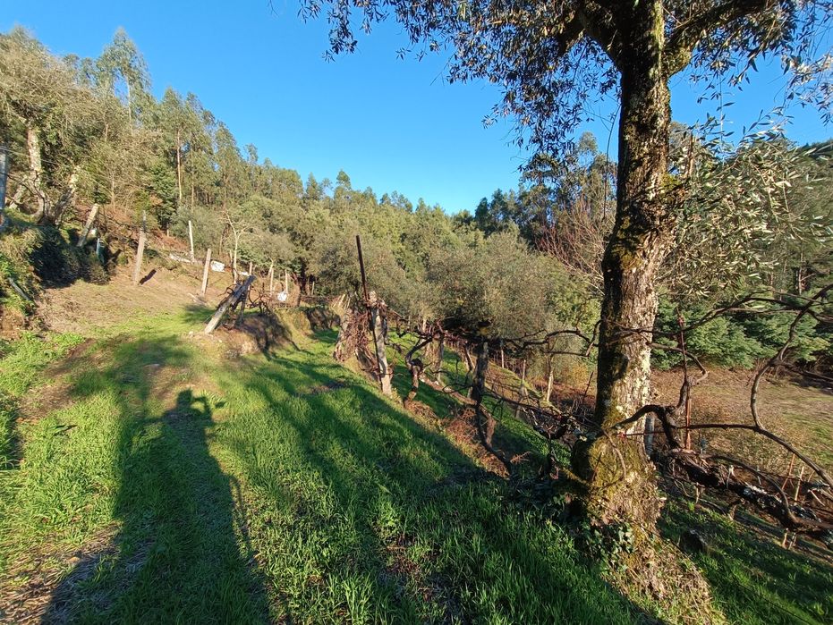 Vende-se Quinta de Oliveiras e Vindimas com 5369.16m2
