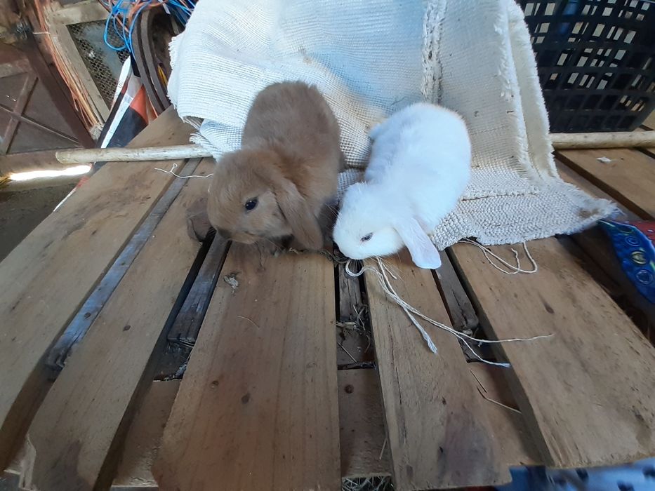 Coelhos anões belier e mini toy holandês